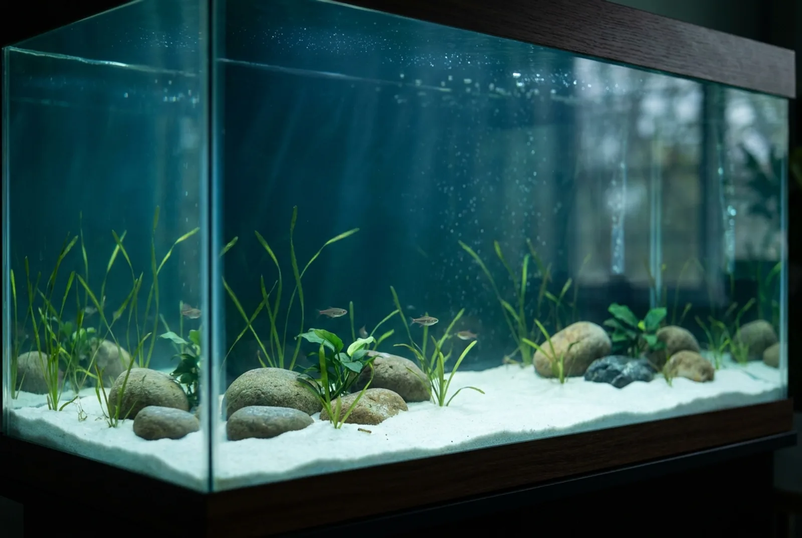 Aquatic plant growth — before